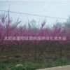 紫荊 紫荊花 紫荊樹 叢生紫荊 風景樹苗 綠化工程公司