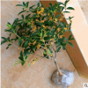 嫁接桂花盆栽植物桂花樹苗金桂八月桂花沉香桂四季桂四季常青