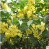 基地批發綠化桂花樹苗 桂花盆栽 地栽苗 四季桂金桂丹桂沉香桂
