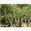 直銷桂花苗 四季桂樹苗 四季桂小苗 四季常青 芳香類植物 圓球形