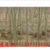 速生柳，速生柳價格，速生柳苗木