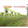 金葉國槐，金葉國槐價格，金葉國槐苗木