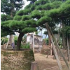 福建黑松 進口黑松 造型黑松
