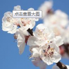 10-15公分山東染井吉野 高桿櫻花 日本櫻花 高干染井吉野
