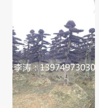 10公分造型紅花繼木 免費指導(dǎo)紅花繼木嫁接技術(shù) 修剪 維護(hù)