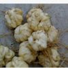 批發(fā)食用百合花種球種子 辦公室陽臺花卉綠植物小盆栽百合花種球