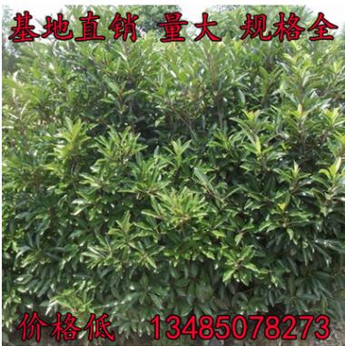 法國冬青苗珊瑚樹苗冬青小苗綠化綠籬苗木法青樹批發