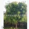 龍爪槐樹苗綠化苗木色塊綠籬四季常青庭院觀賞量大從優龍爪槐直銷