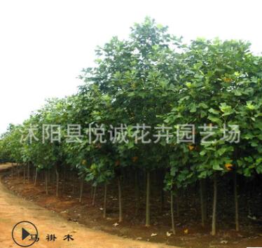 直銷馬褂木樹苗綠化苗木色塊綠籬行道點綴四季常青量大從優馬褂木
