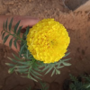 苗圃出售萬壽菊 各種草花品種齊全 萬壽菊種植廠家 量大優惠