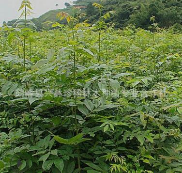 供應一年生青錢柳苗 庭院種植青錢柳苗 50公分以上青錢柳苗