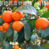 直銷果樹新品種盆栽地栽桔子樹苗早熟無籽蜜桔砂糖橘子苗當年結果