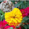 現貨供應 花園百日草種子 家庭實惠裝 花卉種子 質量保證