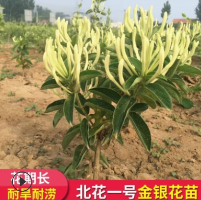 山東不開花北花一號(hào)金銀花苗 魯豐一號(hào)全蕾金銀花園藝種苗樹苗