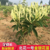山東不開花北花一號(hào)金銀花苗 魯豐一號(hào)全蕾金銀花園藝種苗樹苗