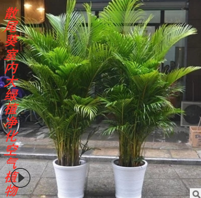 批發客廳大型植物散尾葵室內綠植大盆栽袖珍椰子苗鳳尾竹凈化空氣