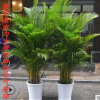 批發客廳大型植物散尾葵室內綠植大盆栽袖珍椰子苗鳳尾竹凈化空氣