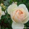 歐月 大花月季 利奇菲爾德天使 非常勤花的強(qiáng)香品種 白色或淡黃色