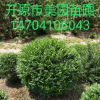 苗圃直銷 精品優質《水蠟球》女貞球 規格齊全 常年批發 價格優惠