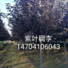 基地直銷 工程綠化精品《紫葉稠李》紫葉稠李小苗 批發 價格優惠