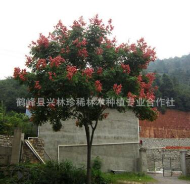 熱銷供應移栽欒樹樹苗 大規(guī)格欒樹樹苗 欒樹樹苗批發(fā)