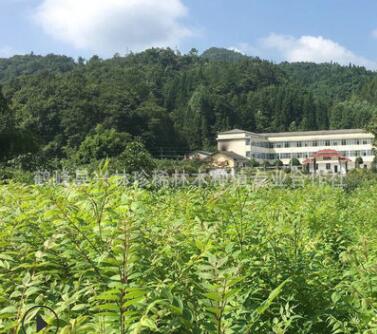 長期供應造林黃柏苗 中藥材黃柏苗 黃柏樹苗批發(fā)