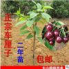 櫻桃樹苗 車厘子樹苗 地栽當年結(jié)果 南方北方種植庭院種植果樹苗