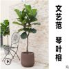 琴葉榕 大型室內(nèi)盆栽綠植凈化空氣簡約工業(yè)北歐風格植物 棒棒糖型