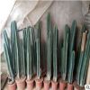 量天尺 仙人柱 仙人掌 拍照北歐風格歐美室內盆栽 大型植物 龍骨