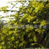 批發迎春 迎春花 迎春苗 迎春花小苗 迎春花盆景 園林綠化工程苗