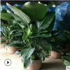 特價室內大型綠植花卉 天堂鳥 盆栽植物 鶴望蘭 吸甲醛 凈化空氣