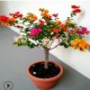三角梅苗 室內盆栽 爬藤花卉 攀援花卉植物 重瓣大苗 帶葉子發貨