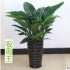 室內大型大葉金鉆盆栽 蔓綠絨綠植 四季長青 客廳花卉 吸甲醛盆景