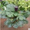 龜背竹 大型盆栽綠植 室內(nèi)凈化空氣 大葉植物客廳吸甲醛 四季常青