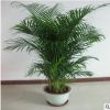 散尾葵 鳳尾竹 富貴椰子室內(nèi)客廳大型綠植袖珍椰子盆栽吸甲醛包郵