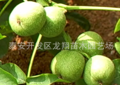 現貨供應 地栽 庭院果樹苗木 嫁接香玲核桃樹苗 當年結果