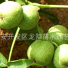 現(xiàn)貨供應(yīng) 地栽 庭院果樹(shù)苗木 嫁接香玲核桃樹(shù)苗 當(dāng)年結(jié)果