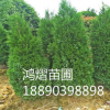 苗圃直銷 1.5~2米 綠化苗木龍柏樹 四季常青 價格合理 量大優惠