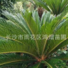 湖南直銷 -鐵樹苗種子蘇鐵種子高 1.5-2m粗25公分 量大從優