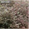 供應優質紅花繼木苗木 城市綠化工程苗木紅繼木量大出售批發