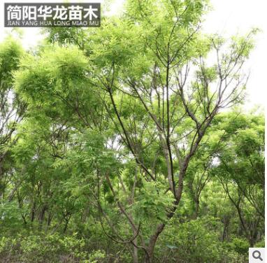簡陽苗圃供應黃金槐 園林綠化樹木 行道街道樹木高成活黃金槐批發(fā)