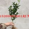 基地批發橘子樹苗 嫁接金桔苗 大小規格齊全可盆栽地栽當年結果