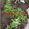 2017年荷蘭紅價格 批發蟹爪蘭花苗 送圖案圖片擺地攤很好賣