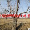 基地批發20-25-30公分大棗樹 綠化占地大棗樹 賠償價格高當年結果
