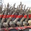 基地批發10-15-20-25公分古棗樹綠化占地30-35-40公分古棗樹價格