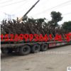 基地批發20-25-30-35-40公分大棗樹規格齊全量大從優占地大棗樹