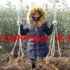 基地直銷嫁接紅富士蘋果樹苗矮化短枝煙富0號3號6號8號紅肉蘋果樹