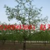 出售直徑5-10公分大棗樹20公-30-40-1米古棗樹占地老棗樹價格便宜