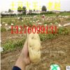 2017年土豆價格 大量批發(fā)荷蘭 魯引土豆 1 2 3 4 5 6 7 8兩起步