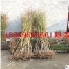 批發(fā)黃金蜜1號桃樹苗 黃金蜜2號桃樹苗 黃金蜜3號 黃金蜜4號桃苗
